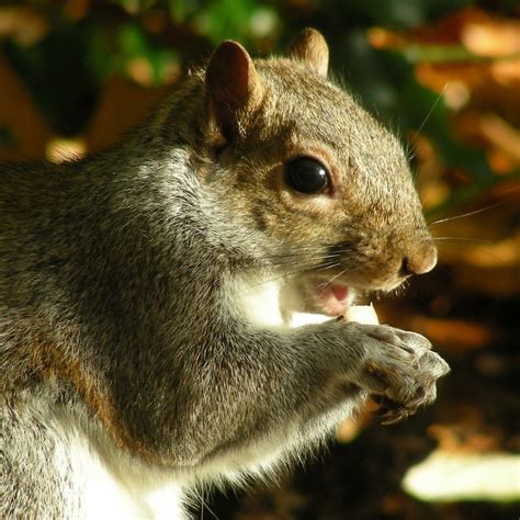 Hungry Squirrel Taken At Kelsey Park Beckenham The Br Flickr