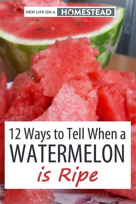 12 Ways To Tell When A Watermelon Is Ripe New Life On A Homestead