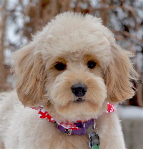 Our english teddy bear goldendoodles have some of the best pedigrees of almost any breeder in the us we are ofa, bva and cerf cleared to breed. Goldendoodle Haircuts & Goldendoodle Grooming - Timberidge ...