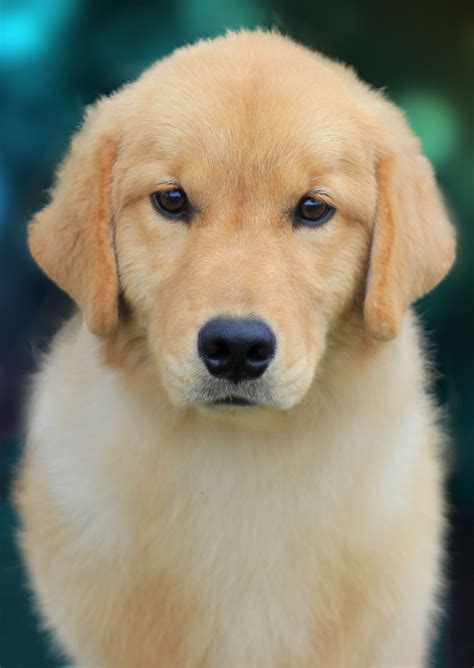 Translate spanish to english and english to spanish with ease. Pet Vocabulary: Translating Spanish to English Words ...