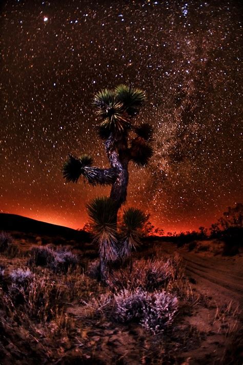 The Joshua Tree At Night Photograph By Shane Lund