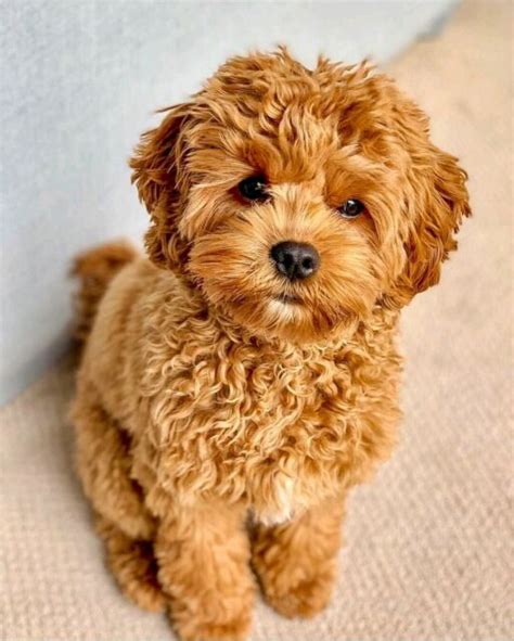 This pooch has a sweet and gentle nature, making them a great companion for any family. Toy cavoodle puppy wanted | Dogs & Puppies | Gumtree ...