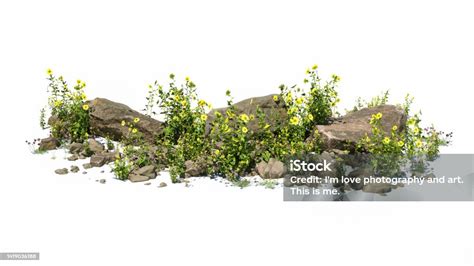 노란 꽃으로 둘러싸인 컷 아웃 바위 흰색 배경에 고립 된 정원 디자인 조경을위한 꽃 관목과 녹색 식물 장식용 관목과 화단 0명에