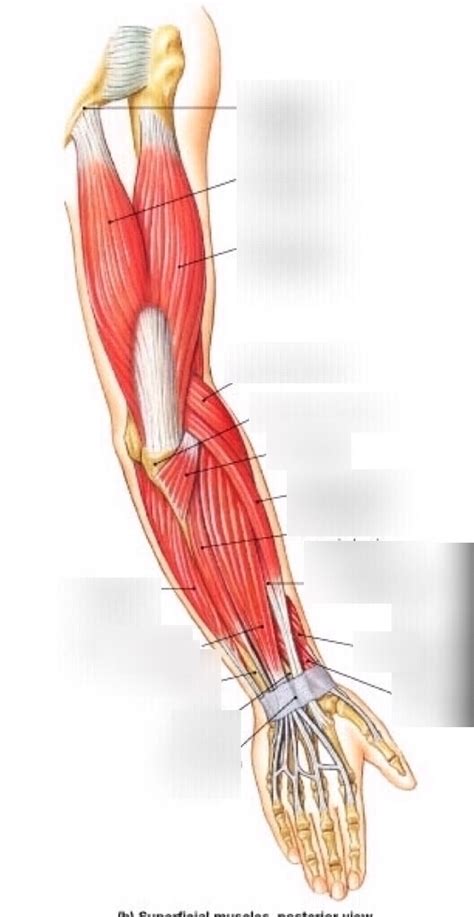 Superficial Muscles Of The Arm Posterior View Diagram Quizlet