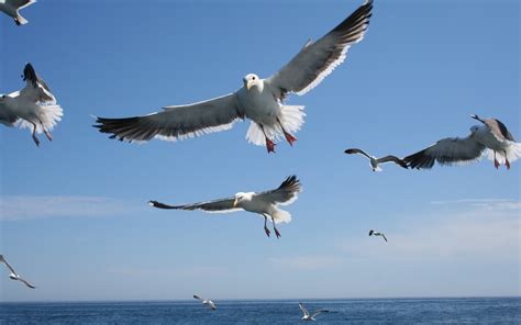 Wallpaper Sea Sky Flying Seagulls Bird Seabird Wing Vertebrate