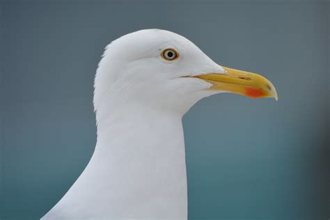 Seagull Animal Bird Free Photo On Pixabay Pixabay