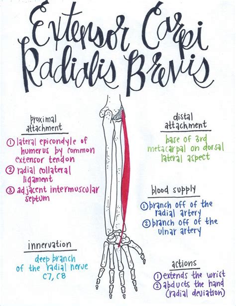 Extensor Carpi Radialis Brevis Muscle Anatomy Anatomy Human Anatomy