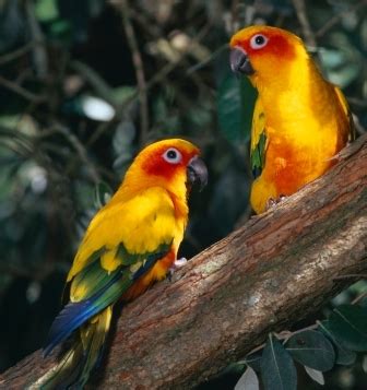 Different Types of Small Pet Birds - The Pets Central