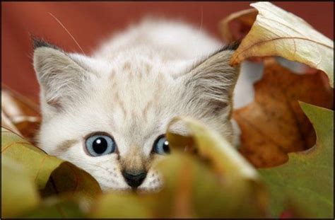 Funny Cats Kitten Hiding In The Leaves Cute Animals Kitten Pictures
