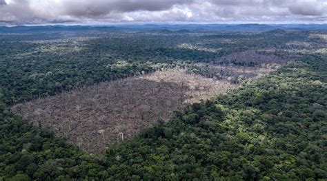 Here Are Our Top Facts About The Amazon Wwf