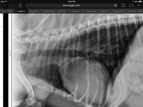 Taco Belle Times Tails Of A Baby Boomer Veterinarian Radiographs X