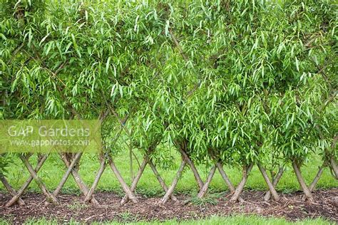 Gap Gardens Hedge Of Trained And Interwoven Willow At