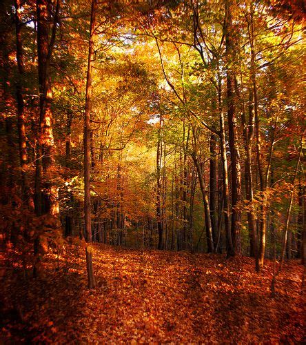 Autumns Enchanted Forest Autumn Scenery Autumn Forest Autumn Trees