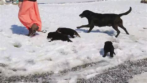 ★ personalize your litter updates now ★. German Shepherd Mix Puppies For Sale - YouTube