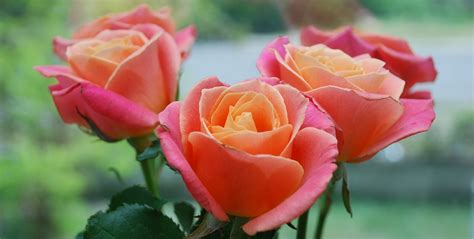 Berbagai Jenis Bunga Mawar Yang Mungkin Belum Kalian Ketahui Abahtani