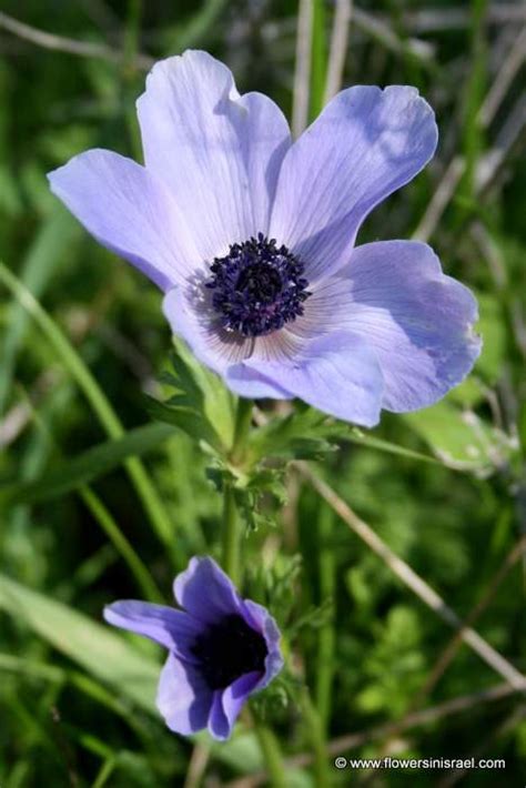 Estas flores, que abundan en israel, también pueden ser de color azul, rosa, violeta o blanco. Anemone coronaria