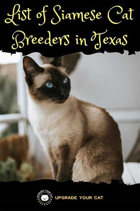 Simple search result 74 pcs. Siamese Cat Breeders in Texas | Find Kittens for Sale ...