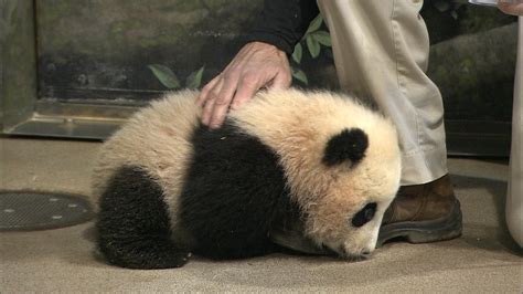 Panda Pandas Baer Bears Baby Cute 35 Wallpapers Hd Desktop And