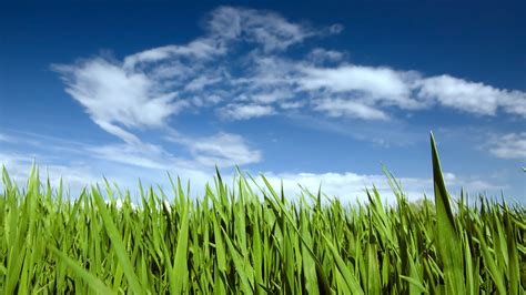Windows 10 Wallpaper 1080p Full Hd Grass With Blue Sky