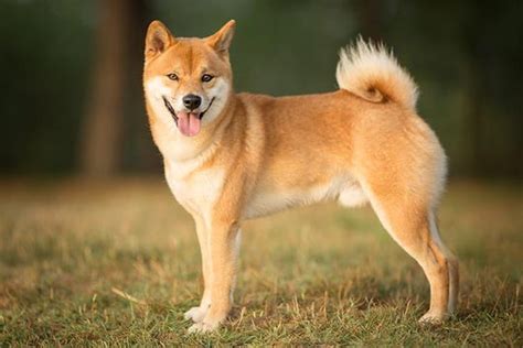 The Shiba Inu A Japanese Hunting Dog Was Found Dead With