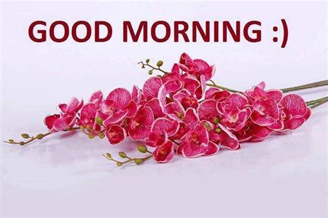 Good Morning Tuesday Flowers Pictures Photos And Images