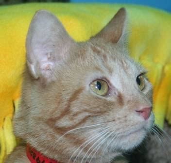 The orange tabby cat is known for its striking fur that comes in a huge variety of orange shades. Tabby - Orange - Sugar - Medium - Adult - Female - Cat for ...