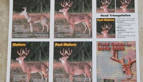 Whitetail Buck Age Chart - CCW Hunting Calls