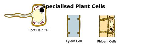 Introduction To Specialised Cells Mooramo