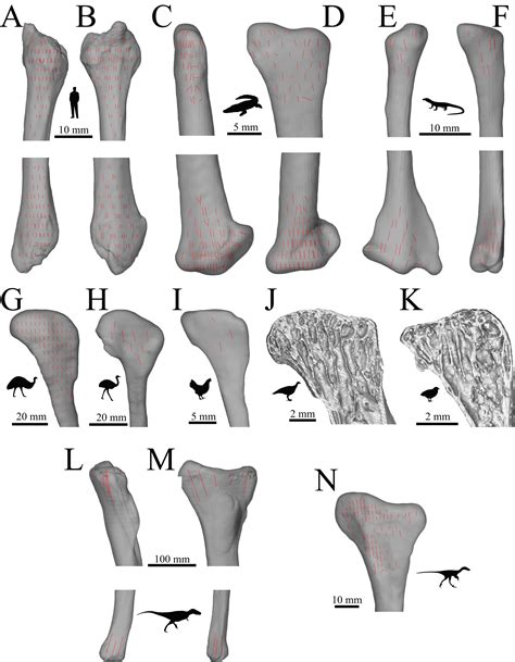 Cancellous Bone And Theropod Dinosaur Locomotion Part I—an Examination