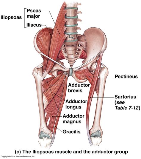 Human leg muscles diagram human leg muscle diagram anatomy body diagram. The Iliopsoas Muscles - The Islander