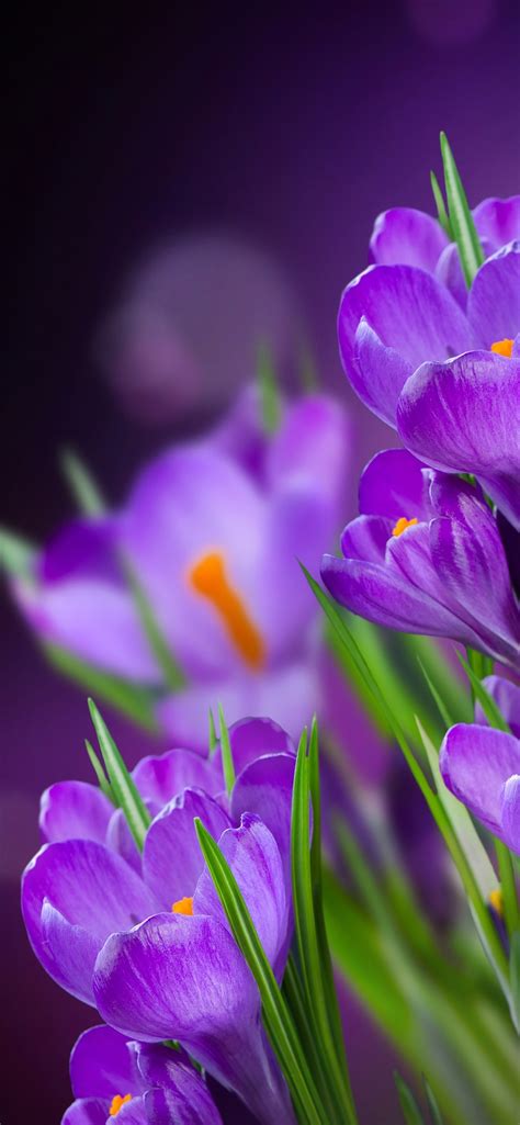 Beautiful Purple Flowers Wallpapers For Mobile Best Flower Site