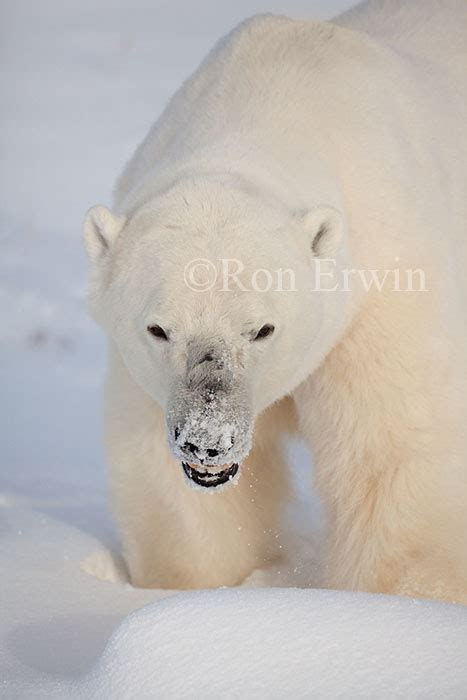 Fierce Polar Bear Image 091110d5987 By Ron Erwin