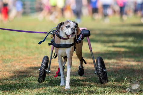 The city of mount holly parks and recreation provides many opportunities for friends, families, and visitors to enjoy themselves by offering exercise, entertainment, and relaxation while visiting and enjoying our. Dog Day in the Park | Holly Springs, NC - Official Website