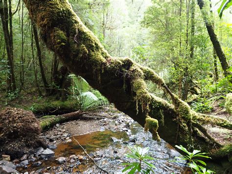The Tarkine Rainforest Walk - Welcome to the Great Walks of Tasmania