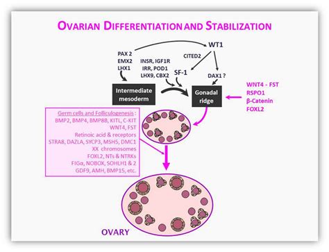 Etx Pediatrics Ch15 Fig8 Endotext