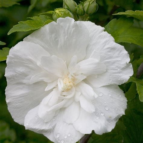 Proven Winners® Shrub Plantshibiscus White Chiffon Rose Of Sharon