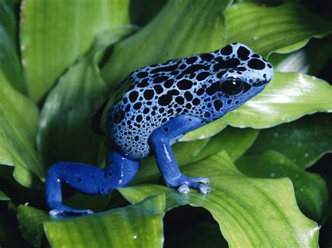 Tree Frogs Images Blue Poison Dart Frog Hd Wallpaper And Background
