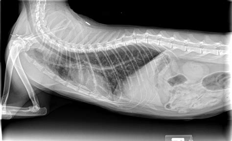 In most cases, the veterinary technician simply holds the cat in the required position. Why does my pet need x-rays?