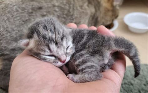 Your Daily Dose Of Newborn Kitten Cuteness In 2020 Kittens Cutest