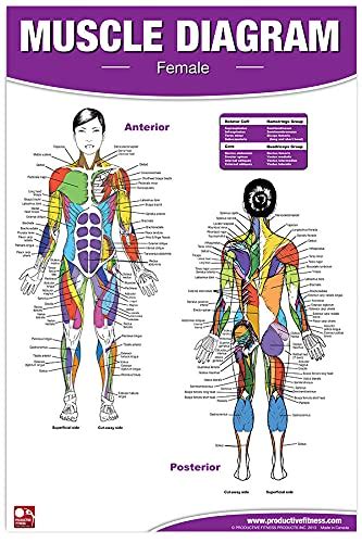 Buy Premium Female Muscle Diagram Anterior And Ior Muscle Chart