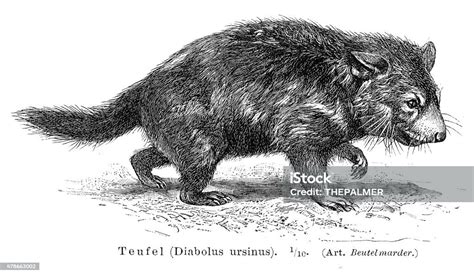 Tasmanian Devil Engraving 1895 Stock Illustration Download Image Now