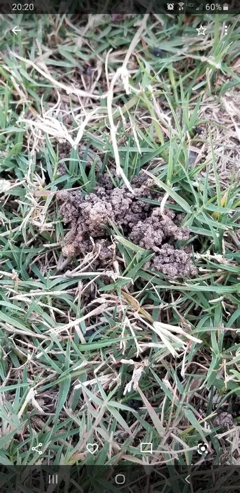 What Are These Small Mounds In My Lawn Lawncare