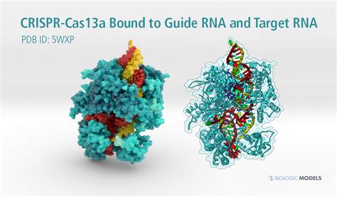 Crispr Cas13a Bound To Guide Rna And Target Rna Biologic Models