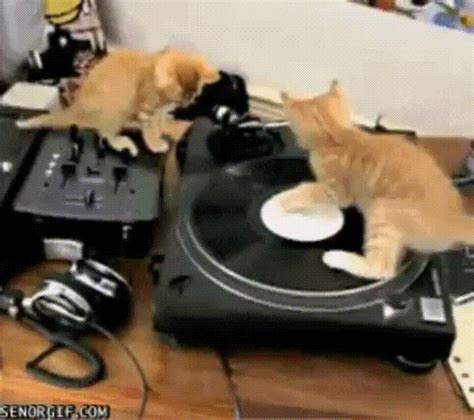 Cat Dj  Find And Share On Giphy