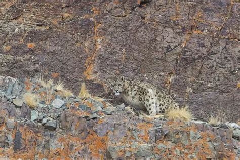 Can You Spot The Rare Snow Leopards Masters Of Disguise Hide From Prey