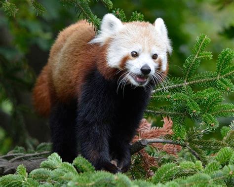 New Red Panda Exhibit Opens At Detroit Zoo Today Royal