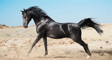 13 Arabian Horse Facts You Probably Didnt Know