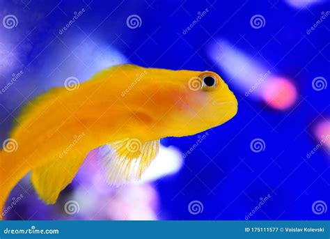 Yellow Clown Goby Gobiodon Okinawae Stock Image Image Of Coralgoby