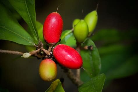 Check spelling or type a new query. Miracle Fruit Tree