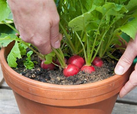 5 Super Fast Indoor Vegetables You Can Grow In About A Month